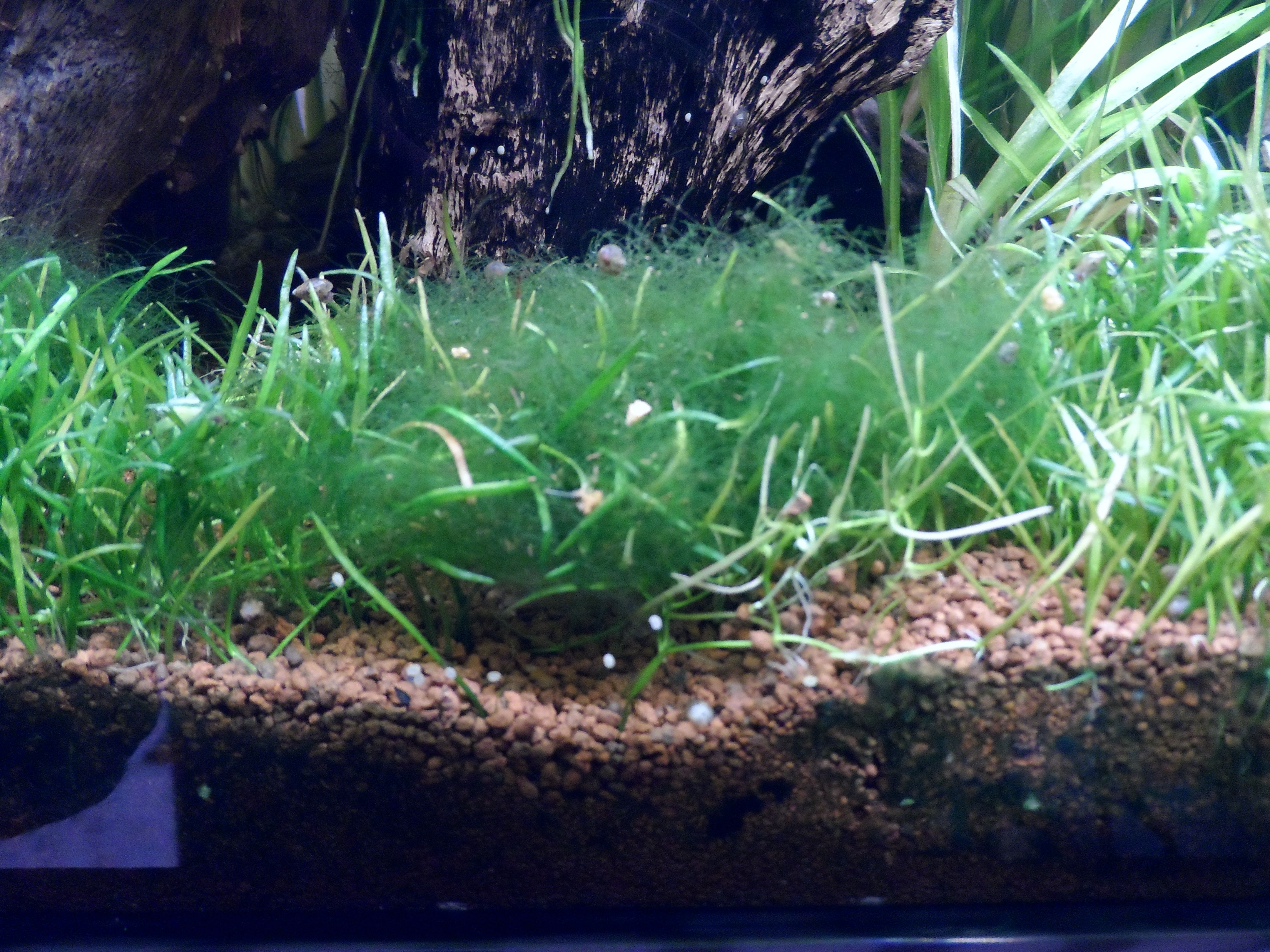 herbes prises dans les algues