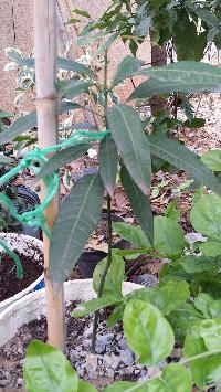 la culture du manguier, germination ... - Page 6 Mini_150604031500883864