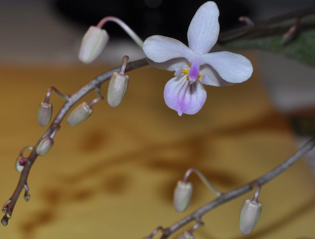 Phalaenopsis lindenii 161210081826302235