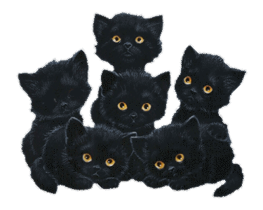 6 chatons noirs 79