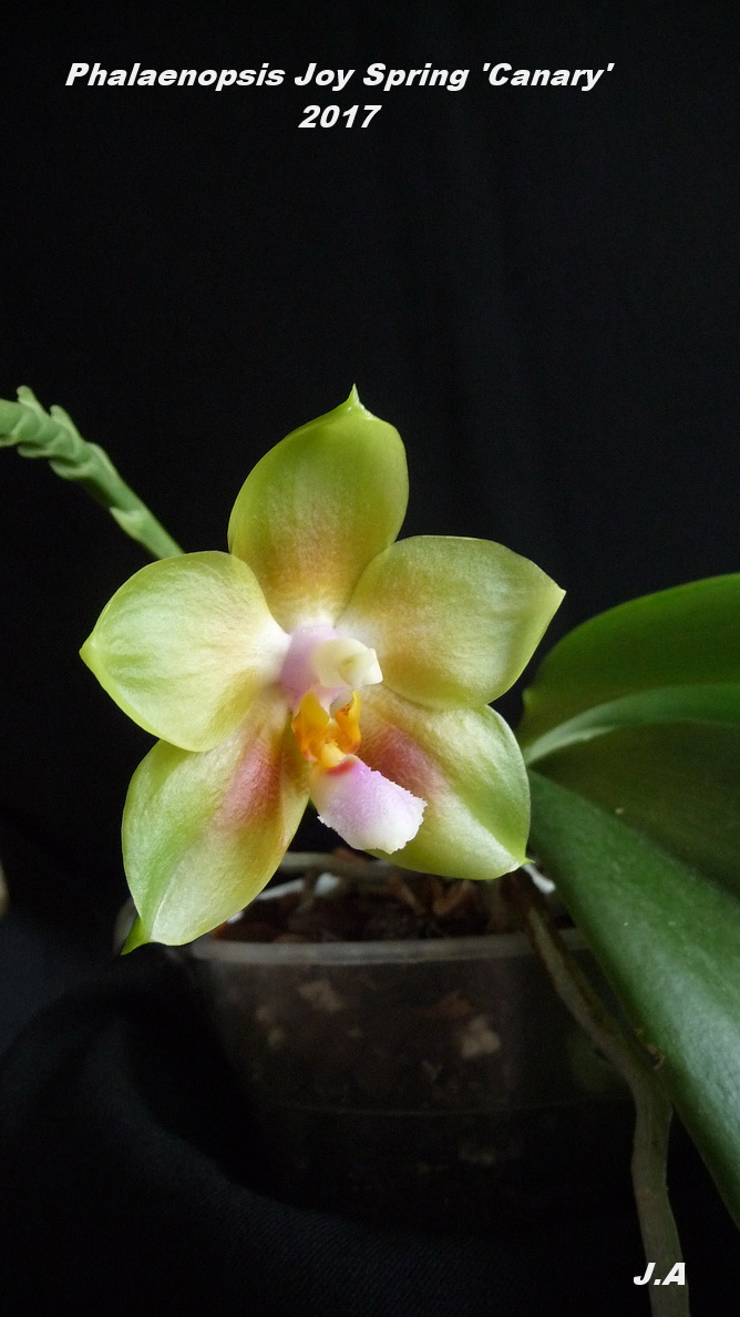 Phalaenopsis Joy Spring 'Canary' 170401115927961434
