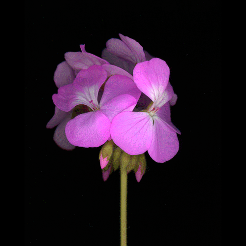 pretty-pink-purple-small-violets-flowers-animated-gif